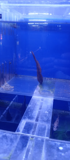 Pet Store «Leesburg Pet Center», reviews and photos, 959 N 14th St, Leesburg, FL 34748, USA