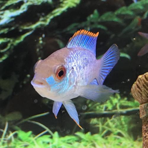 Pet Supply Store «Pet Supplies Plus», reviews and photos, 5394 Kemps River Dr Suite 101, Virginia Beach, VA 23464, USA