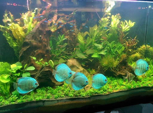 Tropical Fish Store «Jack Wattley Discus», reviews and photos, 6944 NE 4th Ave, Miami, FL 33138, USA