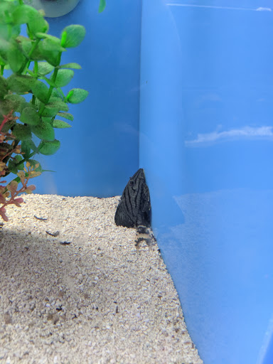 Tropical Fish Store «Salty Fish Aquariums», reviews and photos, 5535 Brewster St, San Antonio, TX 78233, USA