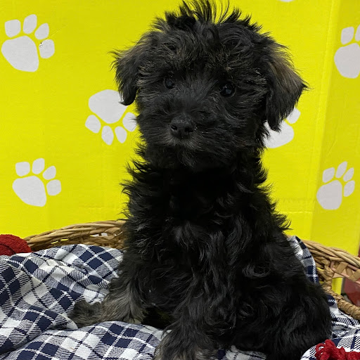 Pet Store «The Family Puppy of Oakland Mall», reviews and photos, 528 W 14 Mile Rd, Troy, MI 48083, USA