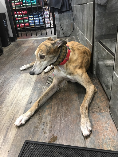 Pet Supply Store «Pet Supermarket», reviews and photos, 14044 Grant Rd Ste 200, Cypress, TX 77429, USA