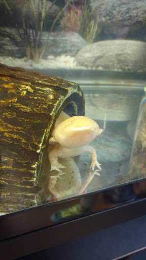 Pet Store «Fairwood Pet Center», reviews and photos, 14201 SE Petrovitsky Rd, Renton, WA 98058, USA