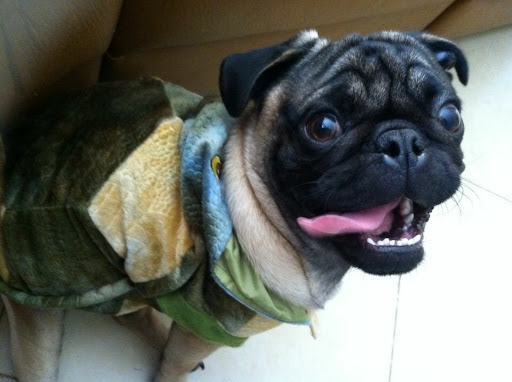 Pet Store «Puppy Boutique Store», reviews and photos, 4001 N Federal Hwy, Fort Lauderdale, FL 33308, USA