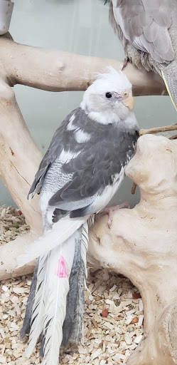 Bird Shop «Wholesale Bird & Cage LLC», reviews and photos, 1805 Ford Ln, St Charles, MO 63303, USA