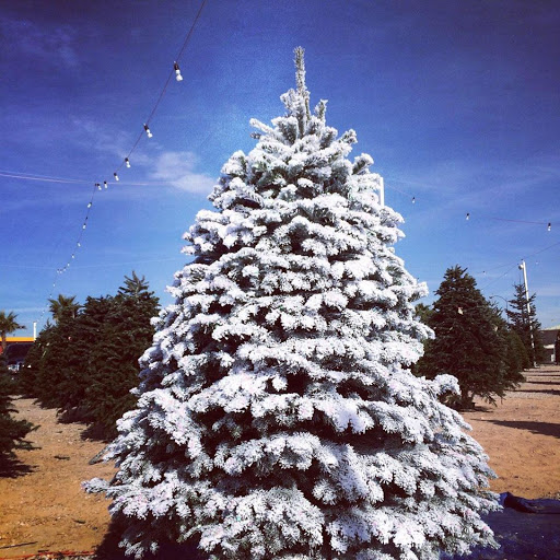 Rudolph's Christmas Trees on Silverado