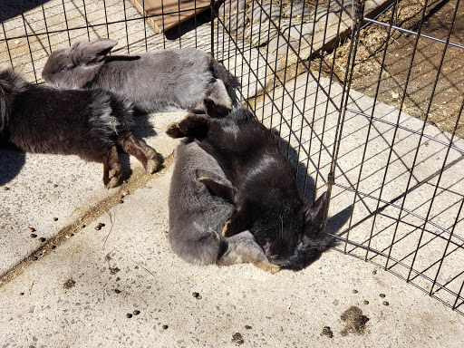 Wildlife Park «Wildlife & Ecology Center», reviews and photos, 249 Buckley Rd, Holtsville, NY 11742, USA