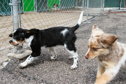 Dog Day Care Center «Play Dog Play Canine Care Center», reviews and photos, 668 Pine St, Burlington, VT 05401, USA
