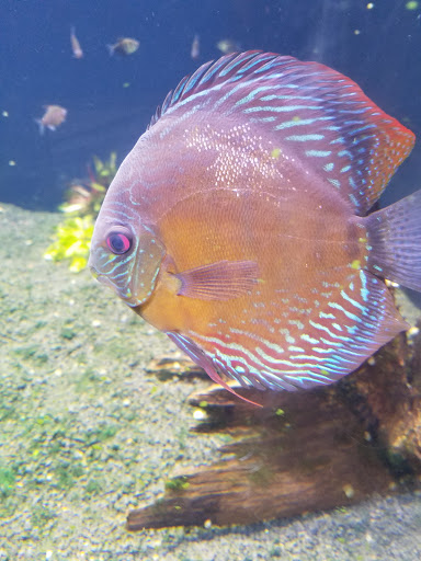 Aquarium «Great Lakes Aquarium», reviews and photos, 353 Harbor Dr, Duluth, MN 55802, USA