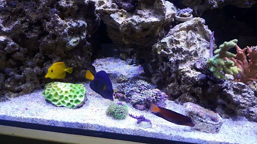 Aquarium Shop «Sea Creature Aquarium», reviews and photos, 1455 Mineral Spring Ave, North Providence, RI 02904, USA