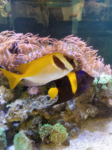 Pet Store «M V Pets», reviews and photos, 7429 S Westnedge Ave, Portage, MI 49002, USA