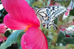 The Butterfly Garden image