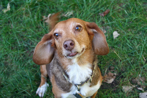 Fox River Animal Wellness Center image