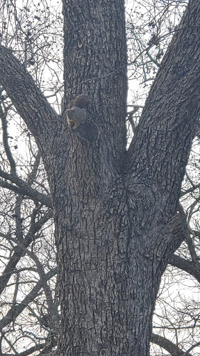 Park «Katherine Rose Memorial Park», reviews and photos, 303 N Walnut Creek Dr, Mansfield, TX 76063, USA