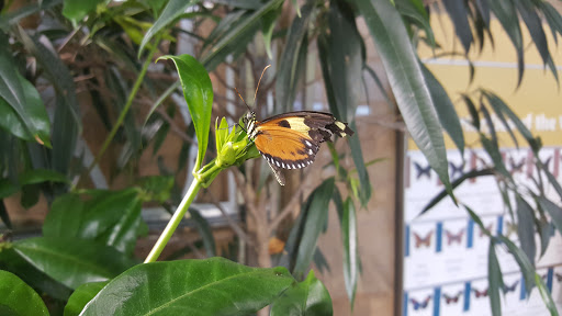 Gift Shop «Smithsonian Museum of Natural History Gift Shops», reviews and photos, 10th St NW & Constitution Avenue Northwest, Washington, DC 20004, USA
