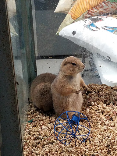 Pet Store «Tanks Pet Supply», reviews and photos, 628 S Main St, Princeton, IL 61356, USA