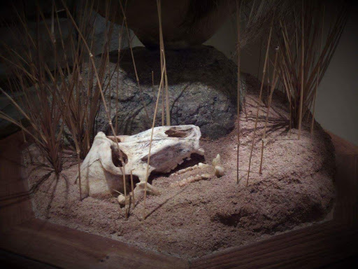 Taxidermist «HighPoint Taxidermy And Outfutters», reviews and photos, 14860 OH-13, Thornville, OH 43076, USA