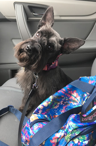 Pet Supply Store «Petco Animal Supplies», reviews and photos, 4820 South Baldwin Road #3B, Orion Township, MI 48359, USA