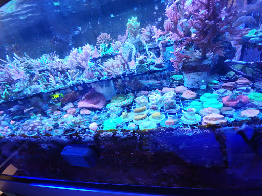 Aquarium «Aquarium Specialties & Research Center», reviews and photos, 235 Lancaster Ave, Malvern, PA 19355, USA