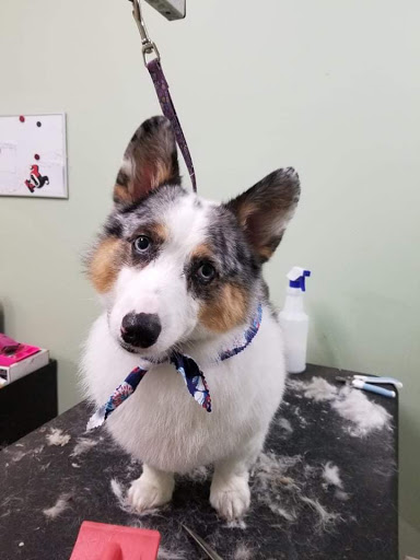 Pet Groomer «Doggie Style Bowtique», reviews and photos, 1713 Westport Rd, Kansas City, MO 64111, USA