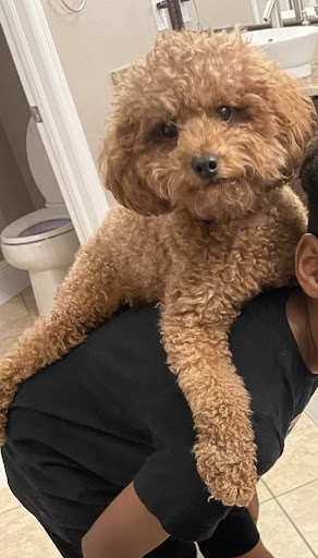 Pet Supply Store «PetSmart», reviews and photos, 6001 Wesley Grove Blvd, Wesley Chapel, FL 33544, USA