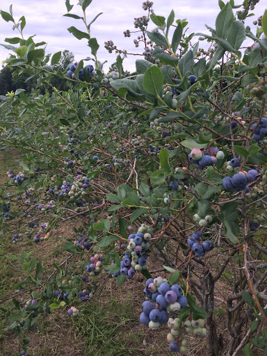 Produce Market «Mt Olympus Berry Farm», reviews and photos, 23298 Jefferson Davis Hwy, Ruther Glen, VA 22546, USA