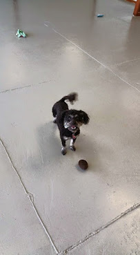 All Dogs Bark-N-Play - Photo 2 - Car repair in Wichita, KS, Wichita
