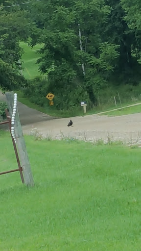 Golf Course «Cheshire Hills Golf Course», reviews and photos, 3829 102nd Ave, Allegan, MI 49010, USA