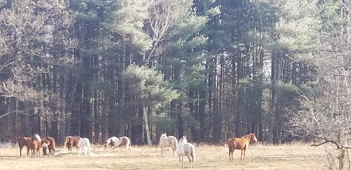 Zoo «Bailiwick Animal Park and Riding Stables», reviews and photos, 118 Castle Rd, Catskill, NY 12414, USA