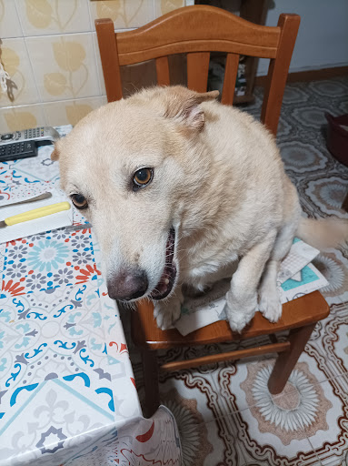 Pensioni per cani e dog hotel a Cofi Di Brandi Comasia