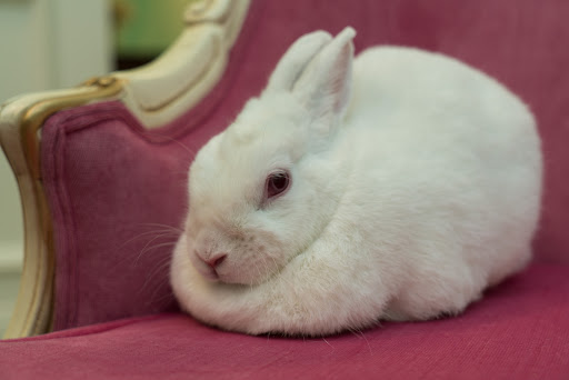 Bridal Shop «Fit For A Bride», reviews and photos, 2075 E Windmill Ln #120, Las Vegas, NV 89123, USA