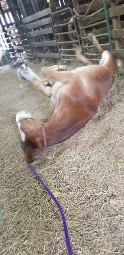 Horseback Riding Service «Long C Trails», reviews and photos, 8959 Hanes Rd, Westmoreland, TN 37186, USA