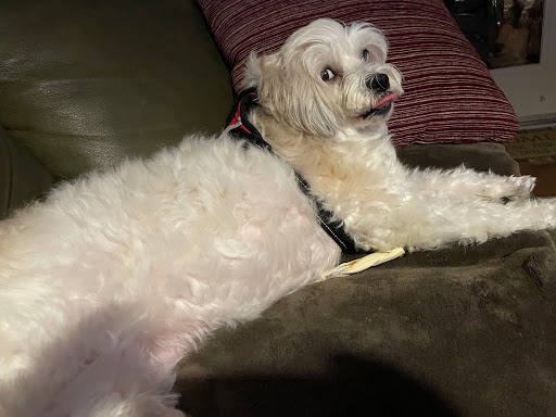 Pet Supply Store «PetSmart», reviews and photos, 33963 Doheny Park Rd, San Juan Capistrano, CA 92675, USA