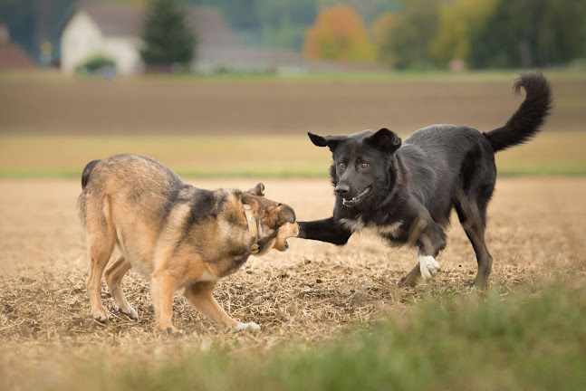 Luckydog Hundeschule