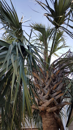 Bar & Grill «Paradise Bar & Grill», reviews and photos, 21 Via De Luna Dr, Gulf Breeze, FL 32561, USA