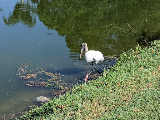 Golf Course «East Lake Woodlands Country Club», reviews and photos, 1055 E Lake Woodlands Pkwy, Oldsmar, FL 34677, USA