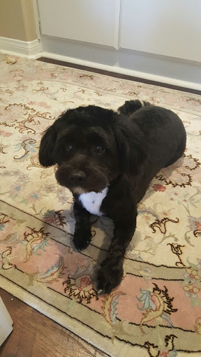 Pet Supply Store «PetSmart», reviews and photos, 2730 Pacific Coast Hwy, Torrance, CA 90505, USA