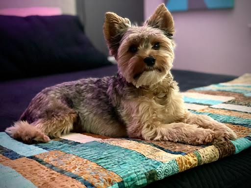 Wag Hotels - West Sacramento image