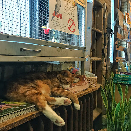 Book Store «Wild Rumpus», reviews and photos, 2720 W 43rd St, Minneapolis, MN 55410, USA