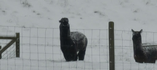 Winery «Comforts of Whidbey», reviews and photos, 5219 View Rd, Langley, WA 98260, USA