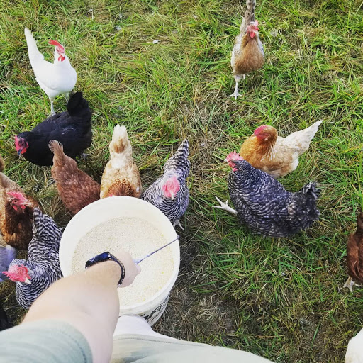 Chicken hatchery Akron