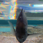 Photo n° 9 de l'avis de melanie.. fait le 13/05/2023 à 19:22 pour Océarium du Croisic à Le Croisic