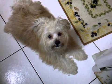 Pet Groomer «The Pet Set - Buckhead», reviews and photos, 2480 Briarcliff Rd NE #3, Atlanta, GA 30329, USA