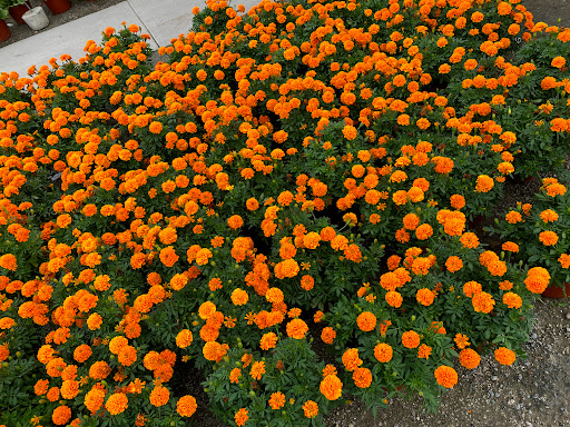 Produce Market «Lambs», reviews and photos, 419 2nd Loop Rd, Florence, SC 29505, USA