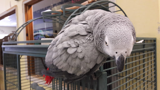 Pet Store «Critters & Co Pet Center», reviews and photos, 11042 WA-525, Clinton, WA 98236, USA