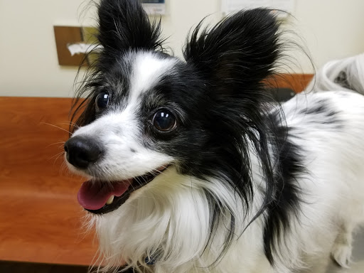 Pet Supply Store «PetSmart», reviews and photos, 200 S Village Center Dr, Southlake, TX 76092, USA