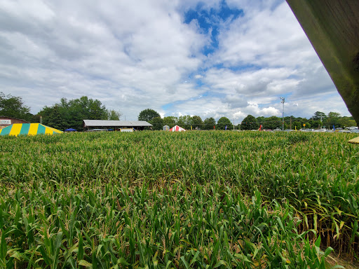 Farm «Buford Corn Maze.», reviews and photos, 4470 Bennett Rd, Buford, GA 30519, USA