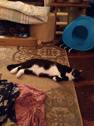 Pet Supply Store «Pet Club Santa Rosa», reviews and photos, 1935 Santa Rosa Ave, Santa Rosa, CA 95407, USA