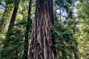 Big Basin Redwoods State Park image