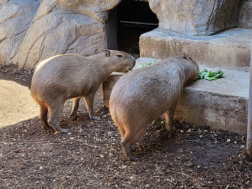 Zoo «Animal World & Snake Farm Zoo», reviews and photos, 5640 Interstate 35 Frontage Rd, New Braunfels, TX 78132, USA